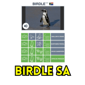 Birdle SA